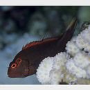 Paracirrhites arcatus (Cuvier, 1829)