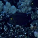 Ctenochaetus strigosus (Bennett, 1828)