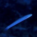 Ptereleotris heteroptera (Bleeker, 1855)