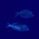 Monotaxis grandoculis (Forsskal, 1775)