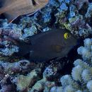 Ctenochaetus strigosus (Bennett, 1828)