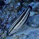 Coris flavovittata (Bennett, 1828)