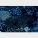 Calotomus carolinus (Valenciennes, 1840)