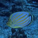 Chaetodon ornatissimus Cuvier, 1831