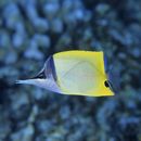 Forcipiger flavissimus Jordan et McGregor, 1898