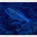 Monotaxis grandoculis (Forsskal, 1775)