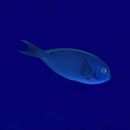 Acanthurus thompsoni (Fowler, 1923)