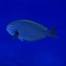 Acanthurus thompsoni (Fowler, 1923)