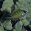 Chromis ovalis (Steindachner, 1900)