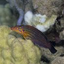 Coris venusta Vaillant et Sauvage, 1875