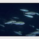 Parapristipoma trilineatum (Thunberg, 1793)