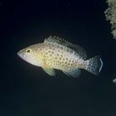 Epinephelus areolatus (Forsskal, 1775)