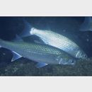 Mugil cephalus cephalus Linnaeus, 1758