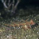 Neosynchiropus ijimae (Jordan et Thompson, 1914)