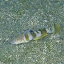 Valenciennea wardii (Playfair, 1867)