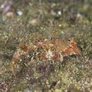 Neosynchiropus ijimae (Jordan et Thompson, 1914)