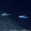 Ptereleotris evides (Jordan et Hubbs, 1925)