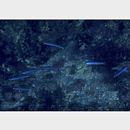 Ptereleotris heteroptera (Bleeker, 1855)