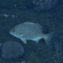 Kyphosus cinerascens (Forsskal, 1775)