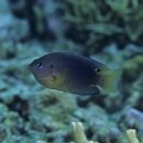 Pomacentrus vaiuli Jordan et Seale, 1906