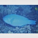 Chlorurus bowersi (Snyder, 1909)