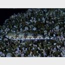 Synodus dermatogenys Fowler, 1912