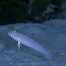 Valenciennea sexguttata (Valenciennes, 1837)