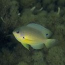 Pomacentrus amboinensis Bleeker, 1868