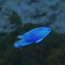 Chrysiptera cyanea (Quoy et Gaimard, 1825)