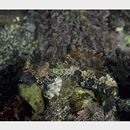 Neosynchiropus ijimae (Jordan et Thompson, 1914)