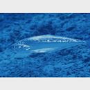 Scomberoides lysan (Forsskal, 1775)