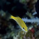 Lutjanus kasmira (Forsskal, 1775)