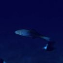 Ptereleotris evides (Jordan et Hubbs, 1925)