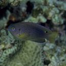 Pomacentrus vaiuli Jordan et Seale, 1906