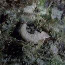 Neosynchiropus morrisoni (Schultz, 1960)