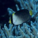 Chaetodontoplus mesoleucus (Bloch, 1787)