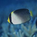 Chaetodontoplus mesoleucus (Bloch, 1787)