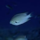 Pomacentrus alexanderae Evermann et Seale, 1907