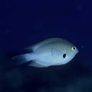 Pomacentrus alexanderae Evermann et Seale, 1907