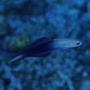 Ptereleotris evides (Jordan et Hubbs, 1925)