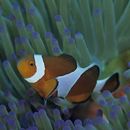 Amphiprion ocellaris Cuvier, 1830