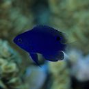 Pomacentrus nagasakiensis Tanaka, 1917