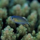 Chromis vanderbilti (Fowler, 1941)