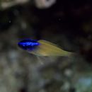 Chrysiptera rex (Snyder, 1909)