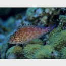 Cirrhitichthys oxycephalus (Bleeker, 1855)