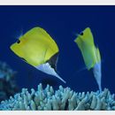 Forcipiger flavissimus Jordan et McGregor, 1898