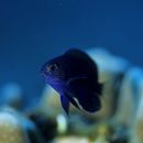 Pomacentrus nagasakiensis Tanaka, 1917