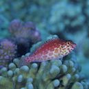 Cirrhitichthys oxycephalus (Bleeker, 1855)