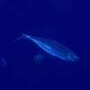 Scomberoides lysan (Forsskal, 1775)