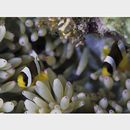 Amphiprion clarkii (Bennett, 1830)
